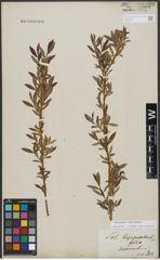 Foto von Salix triandra L. x Salix viminalis L.